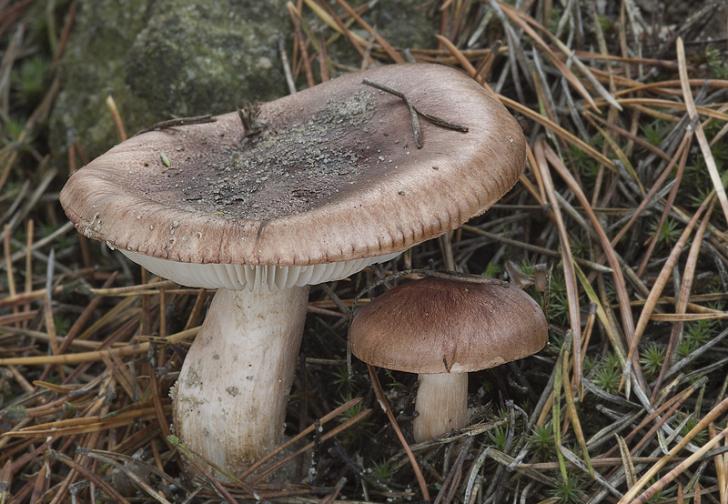 Tricholoma stans